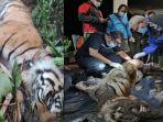 22072022-harimau-sumatera.jpg