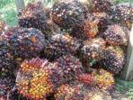 22072024-kelapa-sawit.jpg