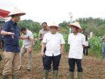 23012025-tanam-jagung.jpg