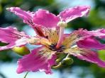 23072015_bunga_20150723_100057.jpg