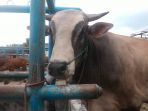 25082017_sapi2_20170825_111132.jpg