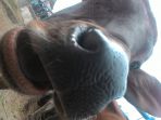 25082017_sapi_20170825_105751.jpg