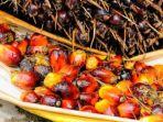 25112023-kelapa-sawit.jpg