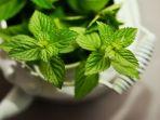26062021-daun-mint.jpg