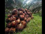 28022025-kelapa-sawit.jpg