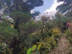 28042023-tanaman-hias.jpg