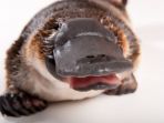 29052018_platypus_20180529_105550.jpg