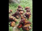31102025-kelapa-sawit.jpg