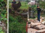 6-Fakta-Buaya-Lepas-di-Cianjur.jpg