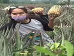 Agrowisata-nanas-Jambi.jpg
