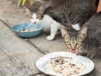 Babak Belur Istri Dianiaya Suami perkara Kasih makan Kucing: Saya Baru Pulang dari Pasar
