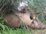 Bangkai-Gajah-Umi-mati-di-Tebo.jpg