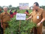 Bupati-Muaro-Jambi-Turun-Langsung-ke-Kebun.jpg