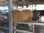 Daging-Kurban-dari-Presiden-Prabowo-ke-jambi.jpg