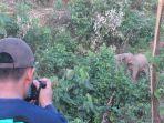 Gajah-Sumatra-di-Wilayah-Cinta-Alam-atau-Wildlife-Conservation-Area-WCA.jpg