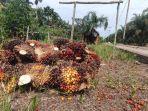 Harga-TBS-Kelapa-Sawit-Tanjab-Barat-Jambi.jpg