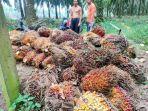 Harga-TBS-Kelapa-Sawit-di-Tanjab-Timur-Jambi-Turun-Sejak-Idul-Fitri.jpg
