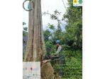 PLN-TEBANG-POHON.jpg