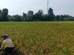 Para-petani-di-Kabupaten-Tebo-Jambi.jpg