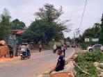 Pasca Pohon Besar Tumbang di Jalan Simpang Sungai Duren Jambi, Lalu Lintas Berangsur Lancar