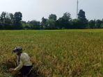 Petani-di-TeboPetani-di-Tebo.jpg