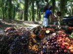 Petani-sawit-sedang-mengangkut-TBS-kelapa-sawit.jpg