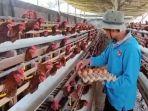 Peternak-ayam-di-Kerinci.jpg