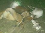 Sapi-dimangsa-harimau-1-11022025.jpg