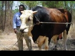 Sapi-kurban-SBY.jpg