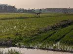 Sawah-di-Batanghari.jpg