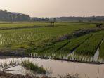 Sawah-di-Kab-Batanghari.jpg