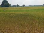 Sawah-warga-di-Desa-Tuo-Ilir-Kecamatan-Tebo-Ilir-Kabupaten-Teb.jpg