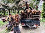 Sawit-usai-dipanen-diangkut-menggunakan-mobil-pikap.jpg
