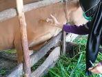 Sebanyak-4350-Ekor-Sapi-di-Tanjabtim-Telah-Divaksin-PMK-Tahap-I-dan-II.jpg