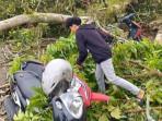 Pohon Tua Tumbang di Bungo Timpa 4 Motor, Diduga Sudah Lapuk