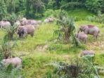 Sekitar-50-ekor-gajah-liar-dilaporkan-masuk-ke-perkebunan-sawit.jpg