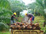 TBS-kelapa-sawit-di-Jambi.jpg