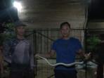 Ular Sanca 5 Meter di Atap Rumah Warga Dievakuasi Damkar Tebo Jambi