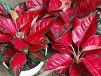 aglonema-red-kochin.jpg