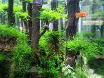 akuarium-aquascape87.jpg