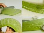 aloe-vera-lidah-buaya_20160331_154003.jpg