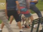 anjing-main-skateboard_20151117_115929.jpg