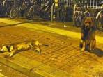 anjing_20151111_091037.jpg