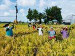 bantuan-benih-padi-bagi-kelompok-tani.jpg