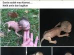 bayi-aneh-singa_20171012_195930.jpg