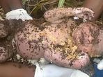 bayi-dikubur-hidup_20170421_220514.jpg