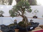 bonsai_20180818_133816.jpg