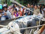 buaya-deasy-tuwo-dibopong-20-orang-ini-foto-fotonya.jpg