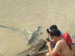 buaya-muara-ditemukan-di-sekernan.jpg