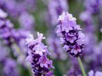 bunga-lavender.jpg